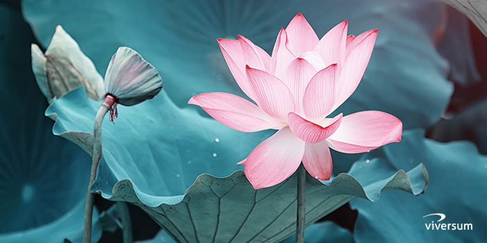 la fleur de lotus signifie l'éternité